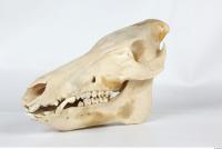 Skull Boar - Sus scrofa 0011